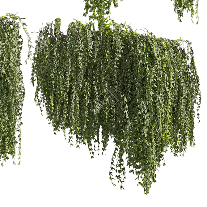 Premium Ivy Plant Collection - 3D Model 3D model image 3