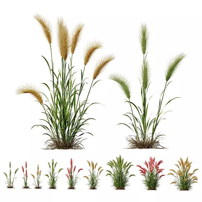 Foxtail Barley HQ Ornamental Plant 3D model image 1