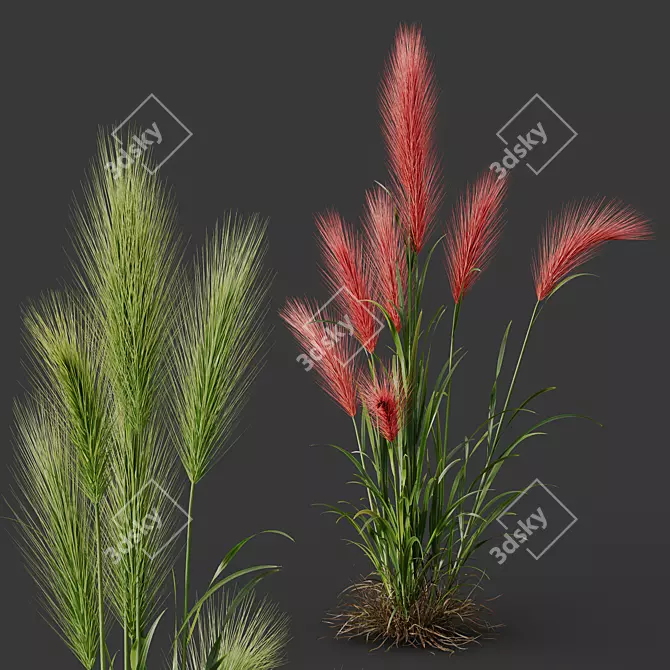 Foxtail Barley HQ Ornamental Plant 3D model image 2