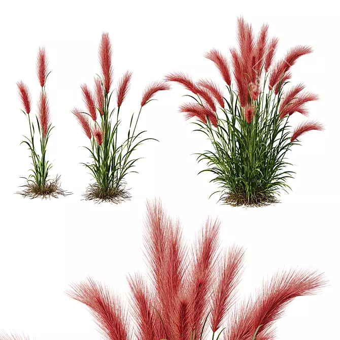 Foxtail Barley HQ Ornamental Plant 3D model image 4