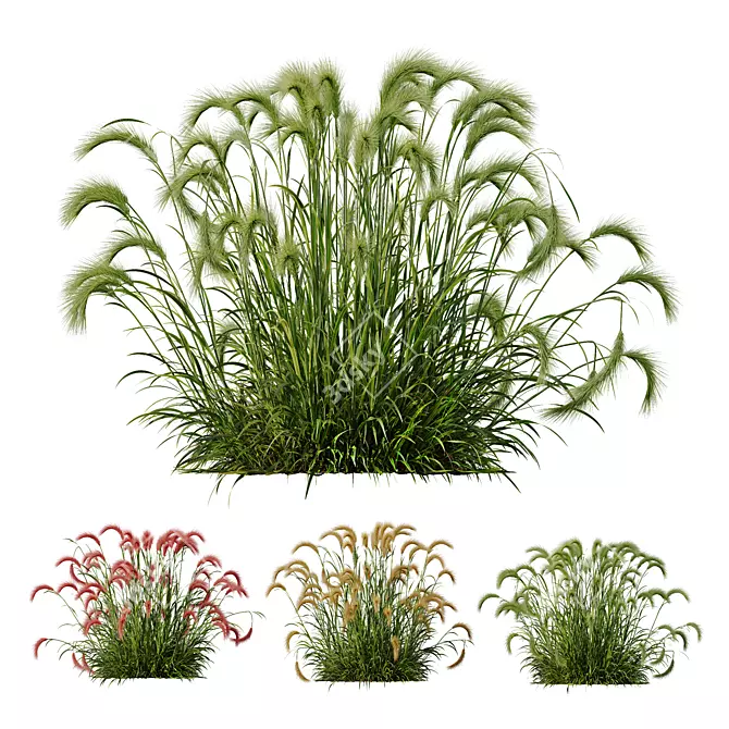 Foxtail Barley 3D Models Bundle 3D model image 1