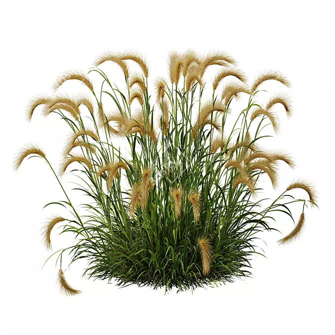 Foxtail Barley 3D Models Bundle 3D model image 2