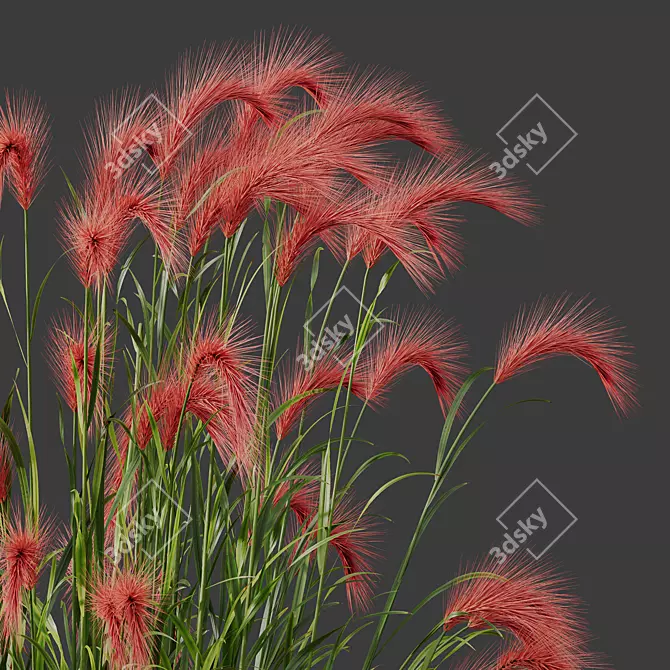 Foxtail Barley 3D Models Bundle 3D model image 3