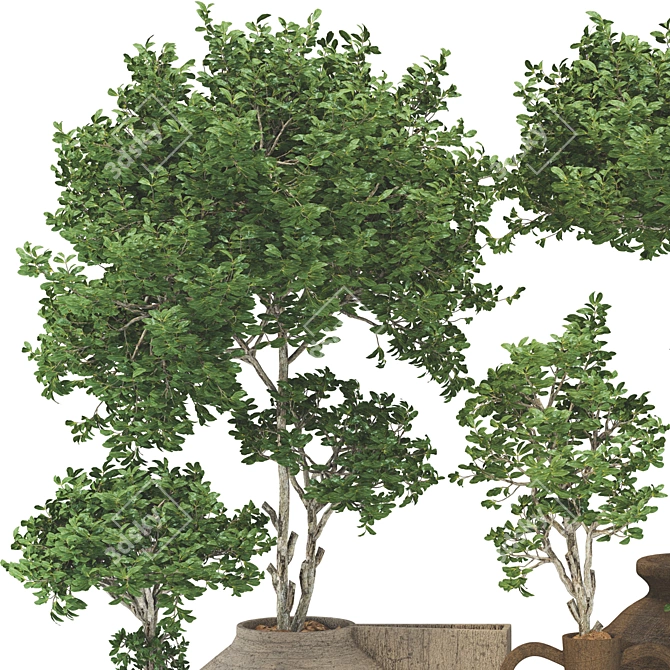 Wooden Pot Decorative Tree Collection 3D model image 2