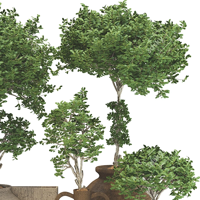 Wooden Pot Decorative Tree Collection 3D model image 3