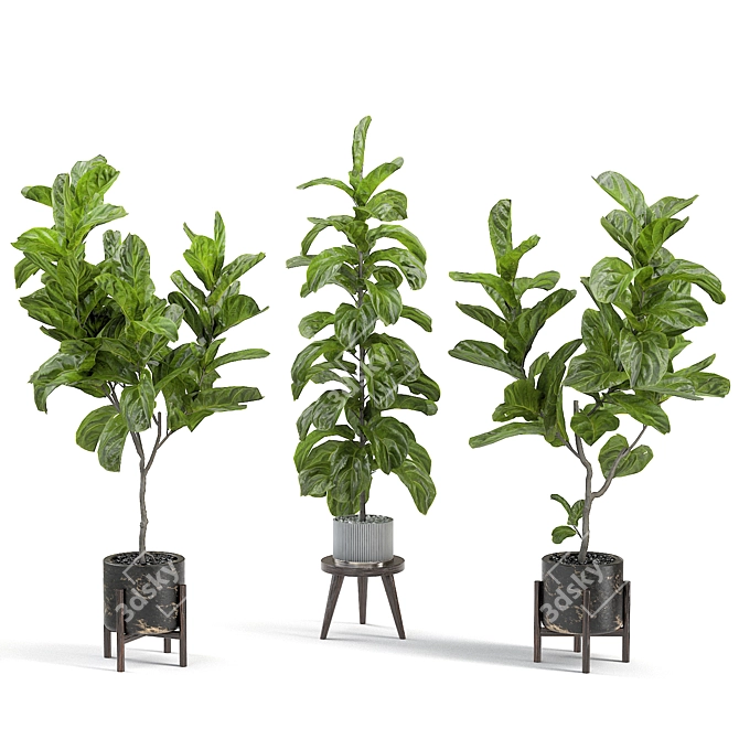 Elegant Fiddle Leaf Fig 3D model image 1