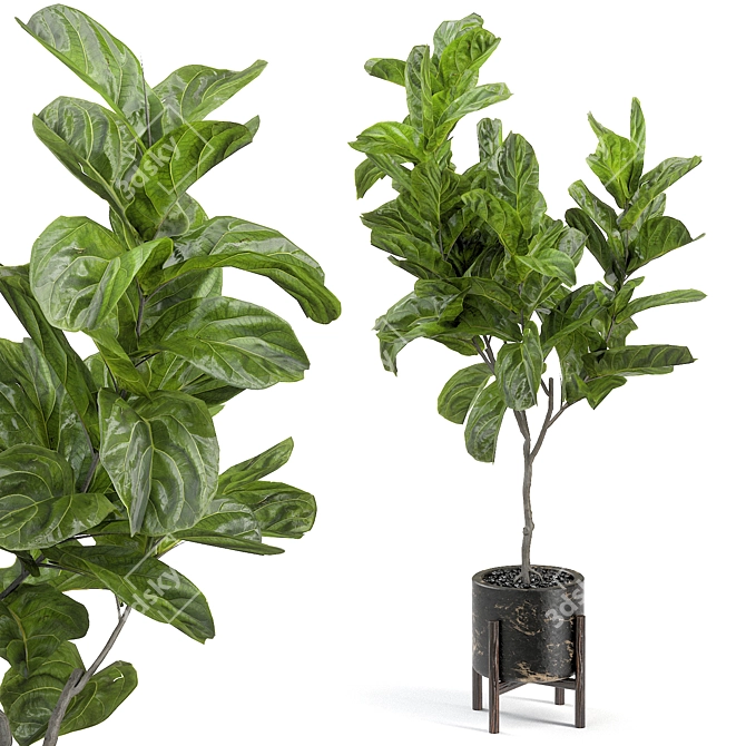 Elegant Fiddle Leaf Fig 3D model image 2