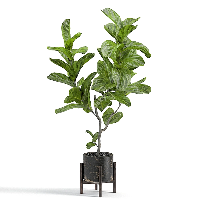 Elegant Fiddle Leaf Fig 3D model image 3