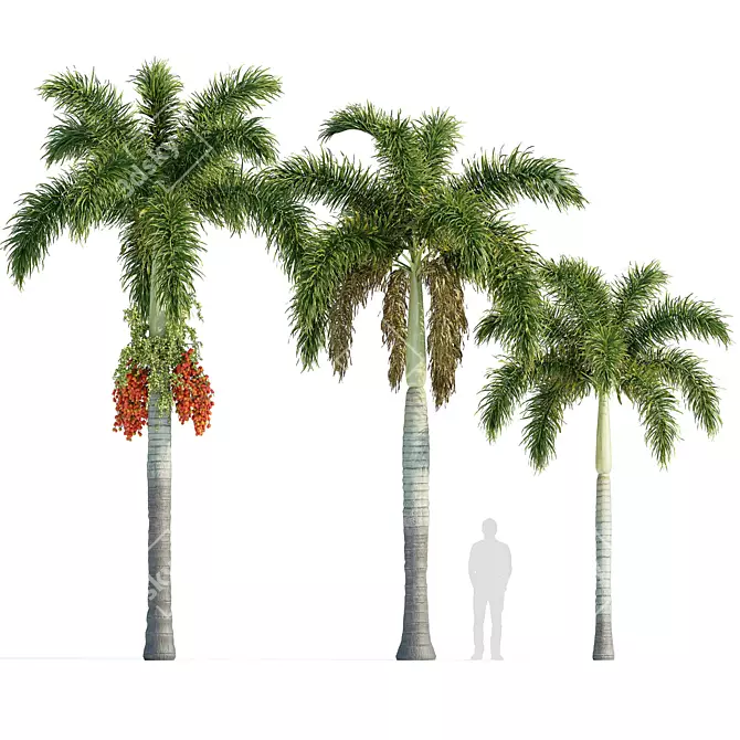 Foxtail Palm Tree Sculptures 3D model image 3