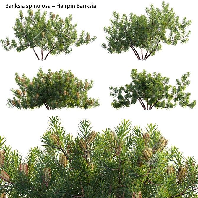  3D Hairpin Banksia Plant Model 3D model image 1