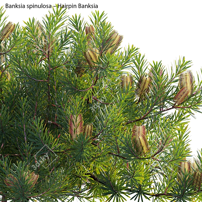  3D Hairpin Banksia Plant Model 3D model image 3