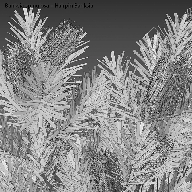  3D Hairpin Banksia Plant Model 3D model image 4