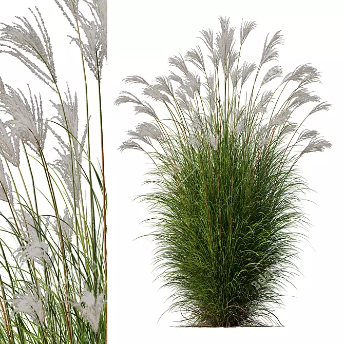 Elegant Miscanthus Grass 3D Model 3D model image 1