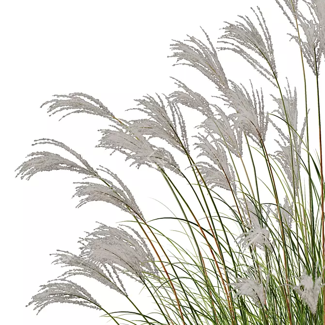 Elegant Miscanthus Grass 3D Model 3D model image 2