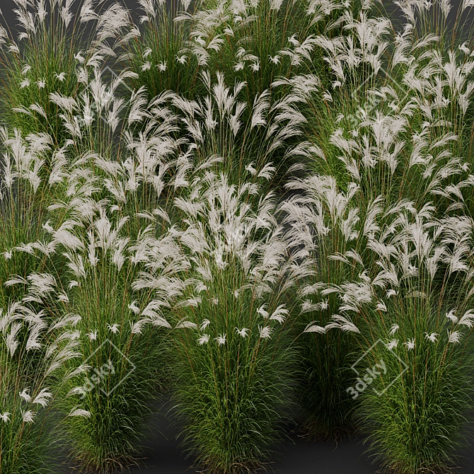 Elegant Miscanthus Grass 3D Model 3D model image 3