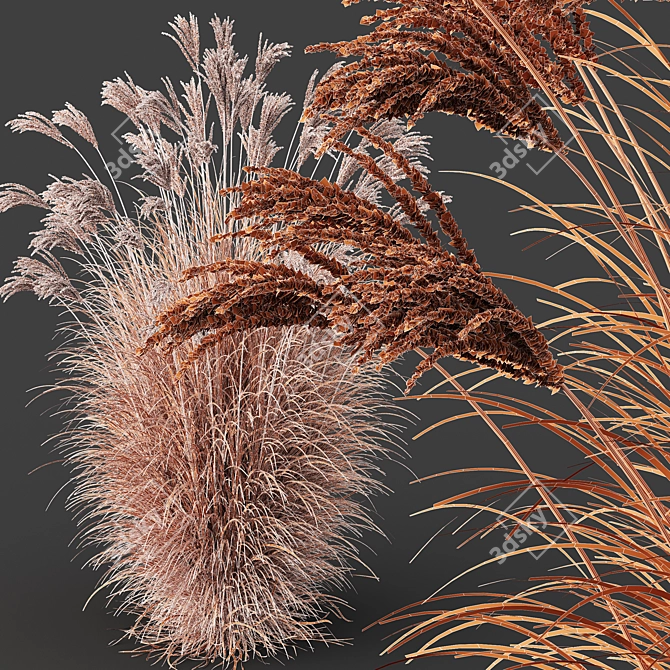 Elegant Miscanthus Grass 3D Model 3D model image 4