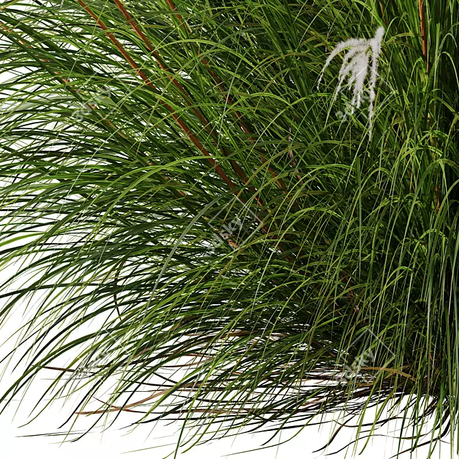 Silky Elephant Grass 3D Model 3D model image 2