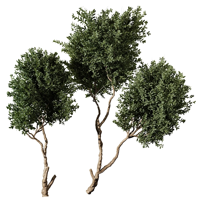 High-Quality Tree Model Set 3D model image 1