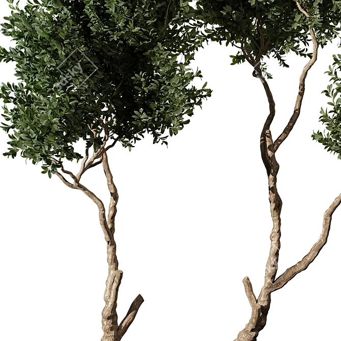 High-Quality Tree Model Set 3D model image 2