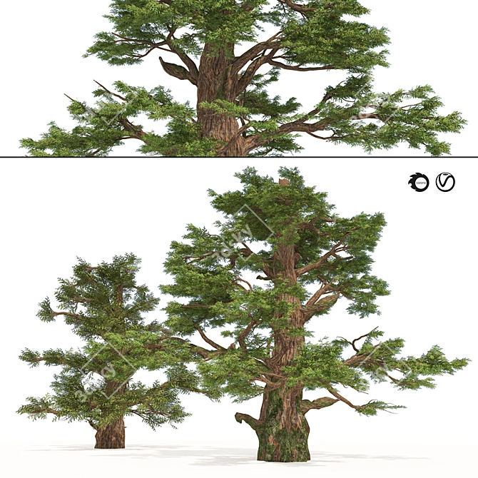 Juniper Berry Trees 3D Model 3D model image 1