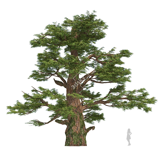 Juniper Berry Trees 3D Model 3D model image 2