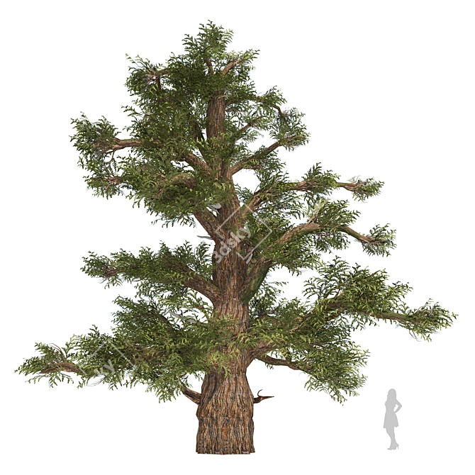 Juniper Berry Trees 3D Model 3D model image 3