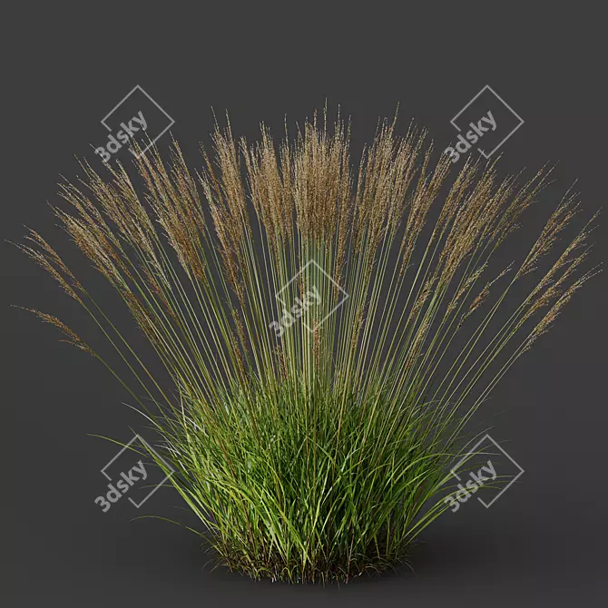 Elegant Molinia Caerulea Grass Model 3D model image 3