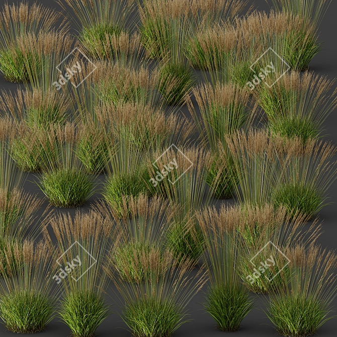 Elegant Molinia Caerulea Grass Model 3D model image 5