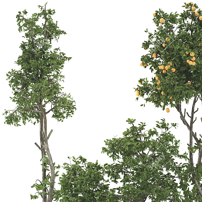 Fruit Tree Collection 124 Mesh UV 3D model image 4