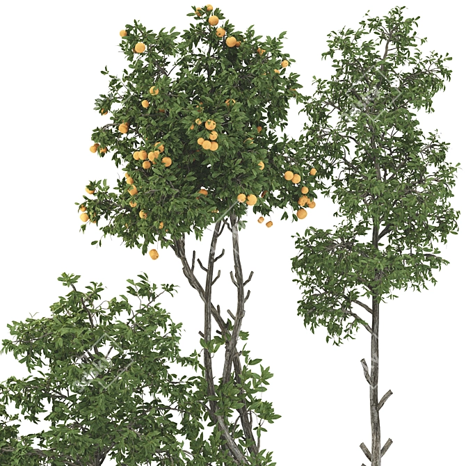 Fruit Tree Collection 124 Mesh UV 3D model image 5