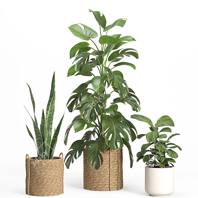 Rattan & Ceramic Indoor Plant Set 3D model image 2