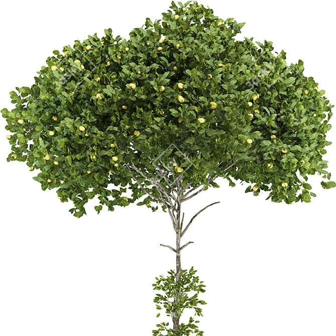 Citrus Garden Lemon Tree 126 3D model image 3