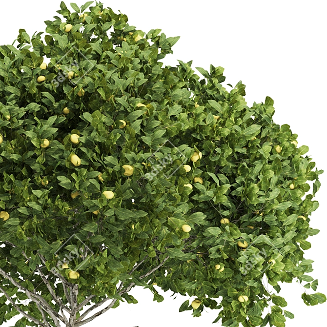 Citrus Garden Lemon Tree 126 3D model image 4