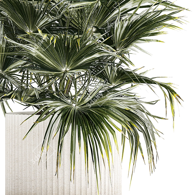 Tropical Palm Plant in Concrete Vase 3D model image 2