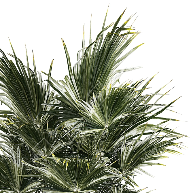 Tropical Palm Plant in Concrete Vase 3D model image 3