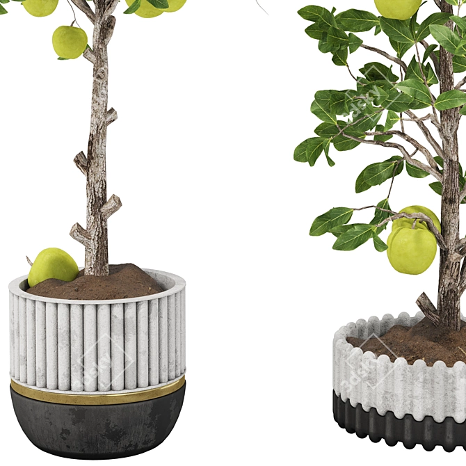 Indoor Apple Tree Collection 3D 3D model image 4