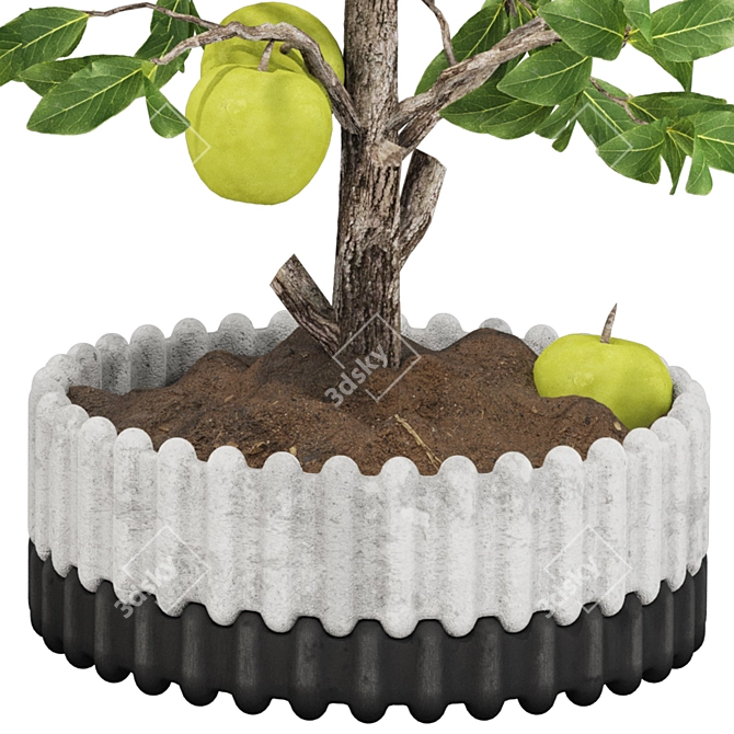 Indoor Apple Tree Collection 3D 3D model image 6