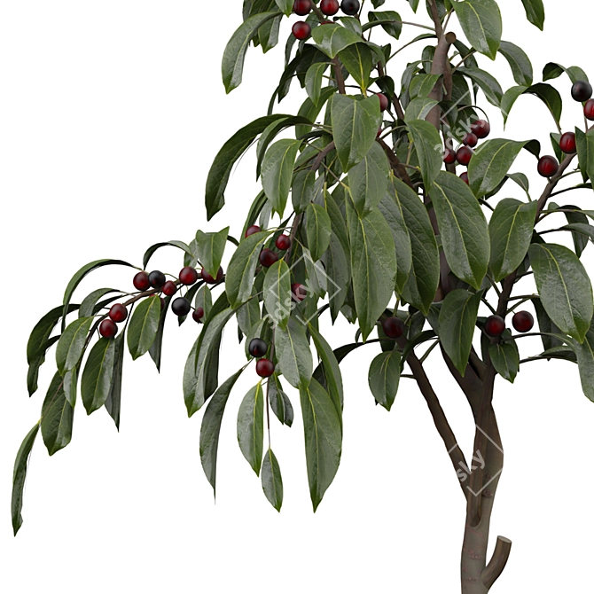 Outdoor Plant 232 3D Model 3D model image 2