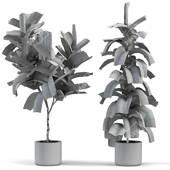 Kids' Room Fiddle Leaf Fig 3D model image 2