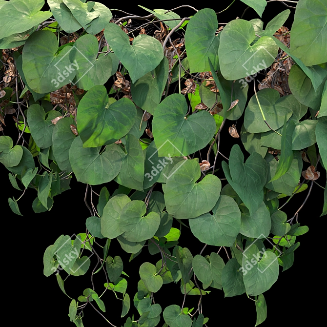 Triple Hanging Plant Collection 3D model image 2