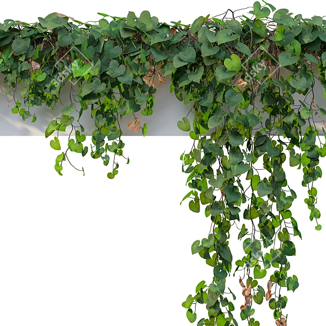 Triple Hanging Plant Collection 3D model image 3