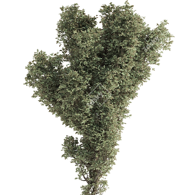  Garden Tree and Bush 132 3D model image 2