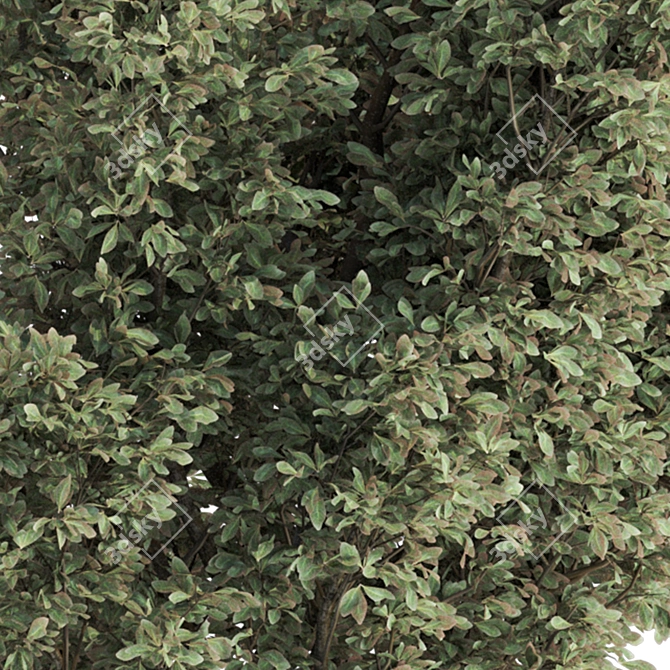  Garden Tree and Bush 132 3D model image 6