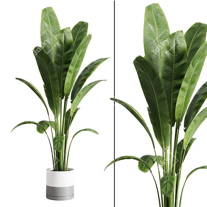 Banana Indoor Plant 3D Model 3D model image 1