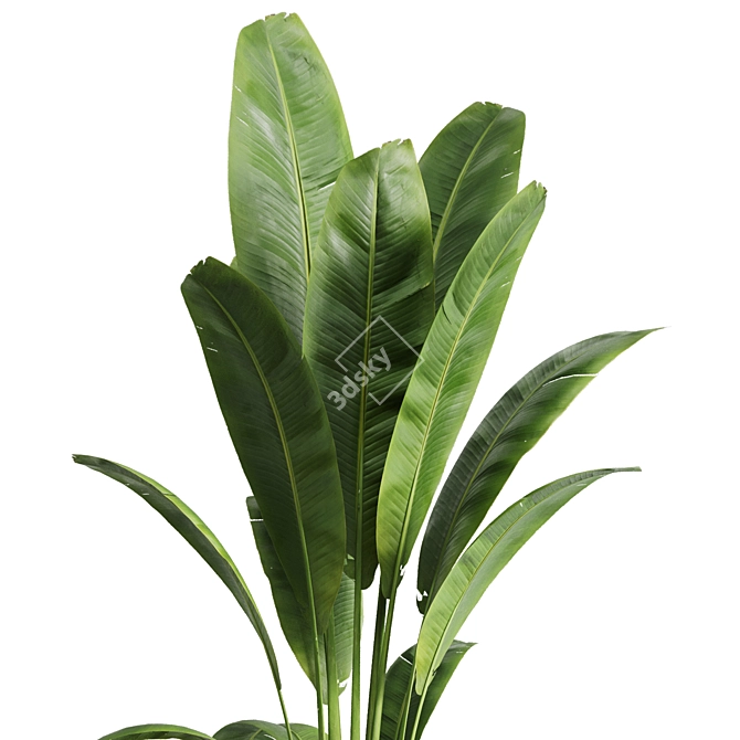 Banana Indoor Plant 3D Model 3D model image 2