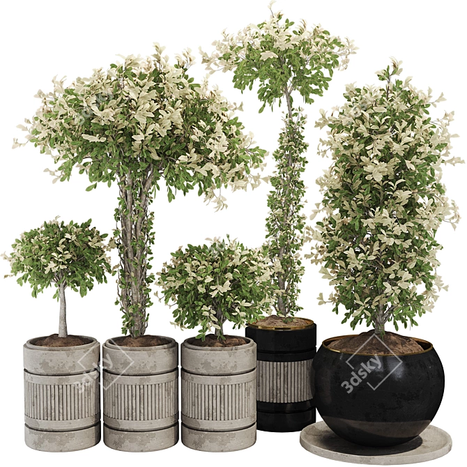 Exquisite Indoor Bonsai Collection 3D model image 1