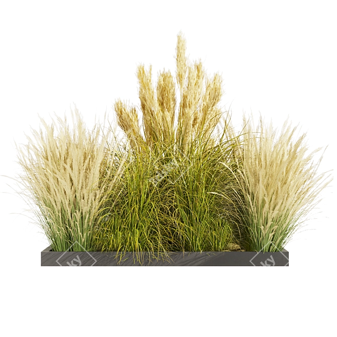  Collection Plant Vol 492: Switchgrass Northwind 3D model image 2