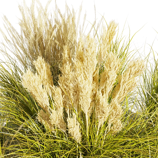  Collection Plant Vol 492: Switchgrass Northwind 3D model image 3