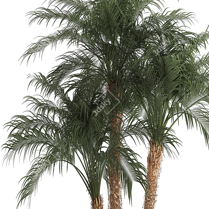 Exotic Phoenix Robelena Palm in White Flower Pot 3D model image 2