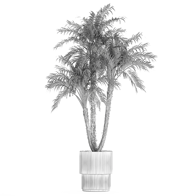 Exotic Phoenix Robelena Palm in White Flower Pot 3D model image 7